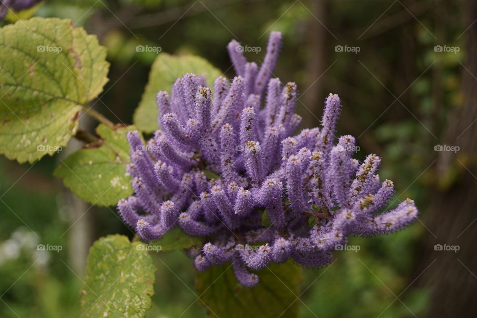 Tetradenia riparia (Moschosma riparium) . Tetradenia riparia, jolie fleur en plumeau de couleur mauve, photographié au jardin botanique de Funchal (Madère)