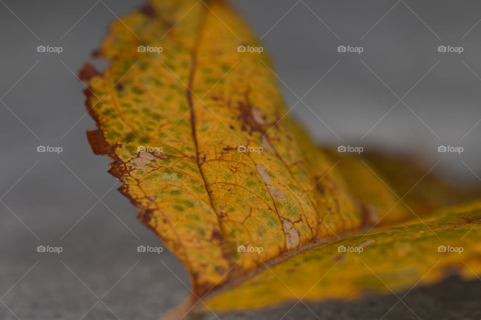 Autumn leaf on concrete floor. Fallen autumn leaf on concrete cracked gray floor.