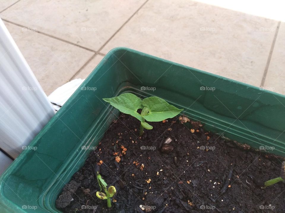 Seeds Growing into little plants!