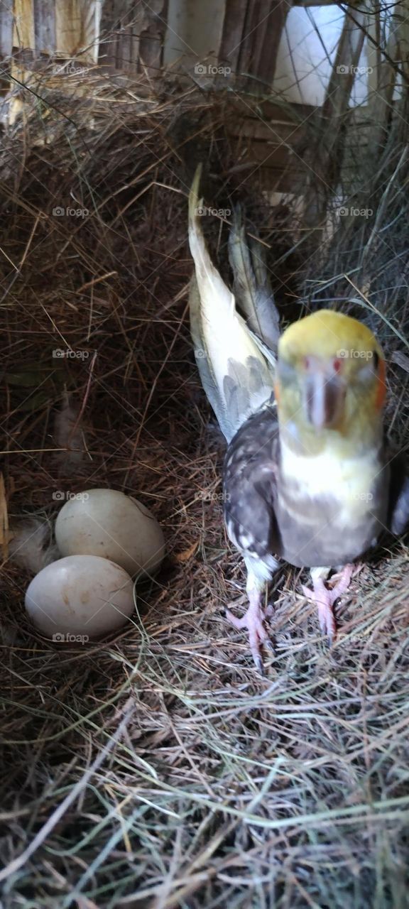 cockatiel guarding chicken eggs thinking they are hers