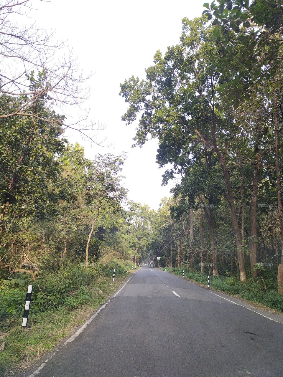 High Way through the woods