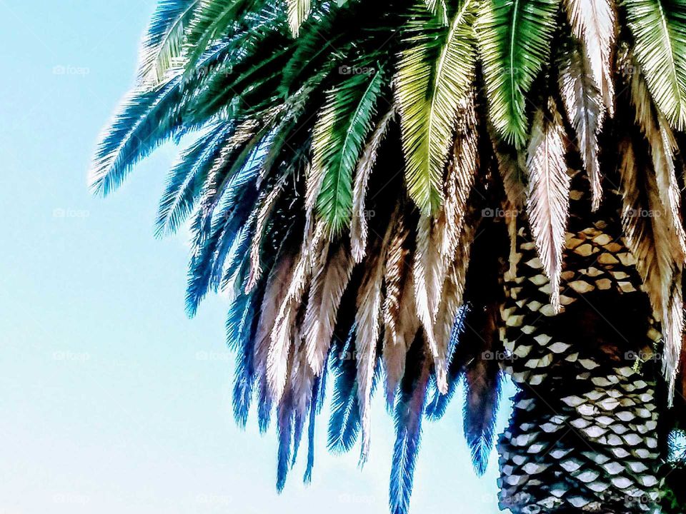 Palms Splintered Daylight  (Palma)