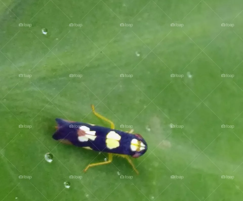 insect
