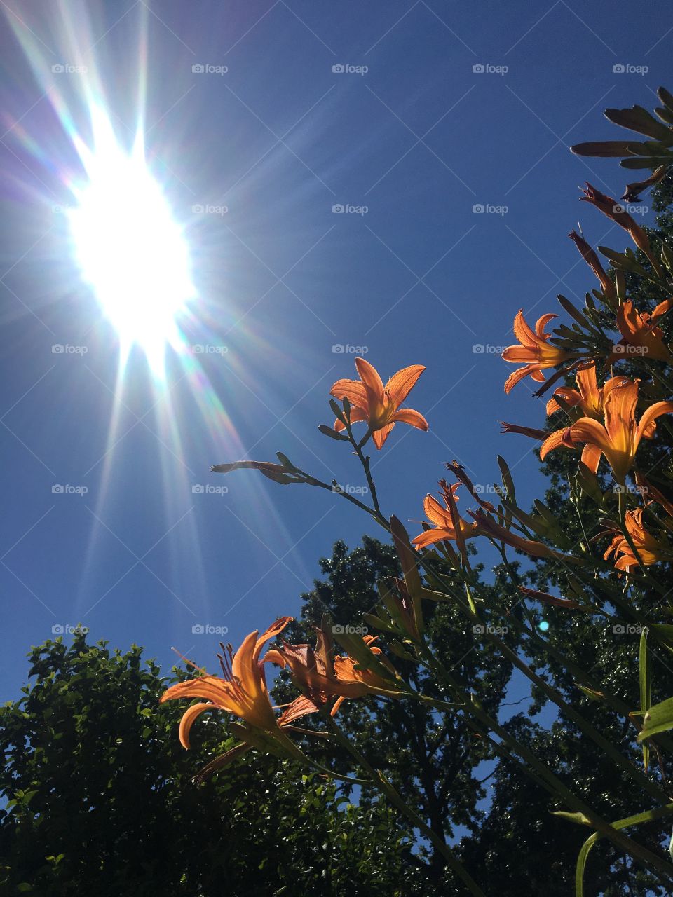 Orange daylilies in the June sun 