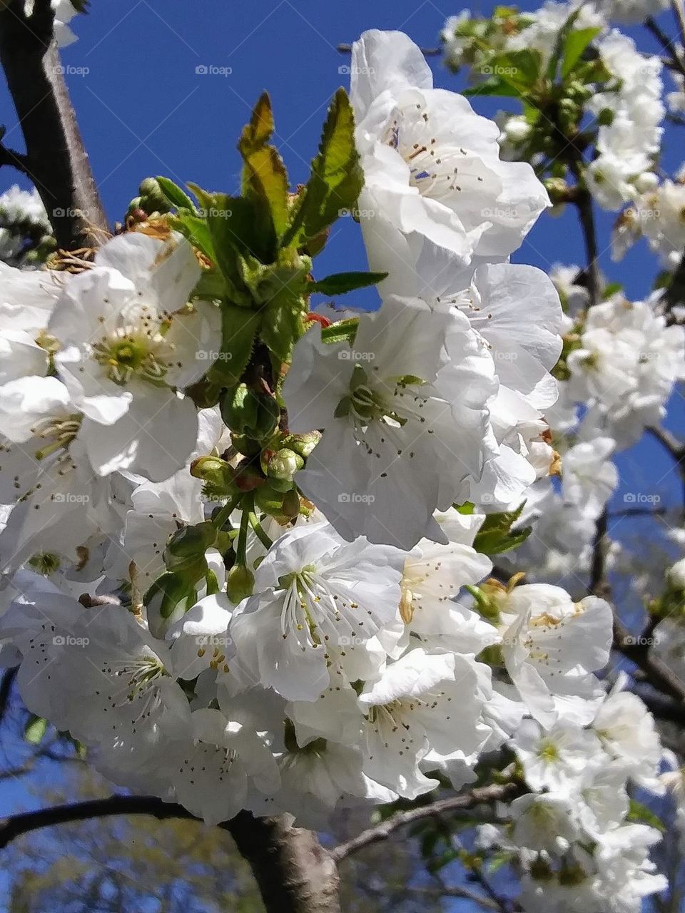 pear blossoms