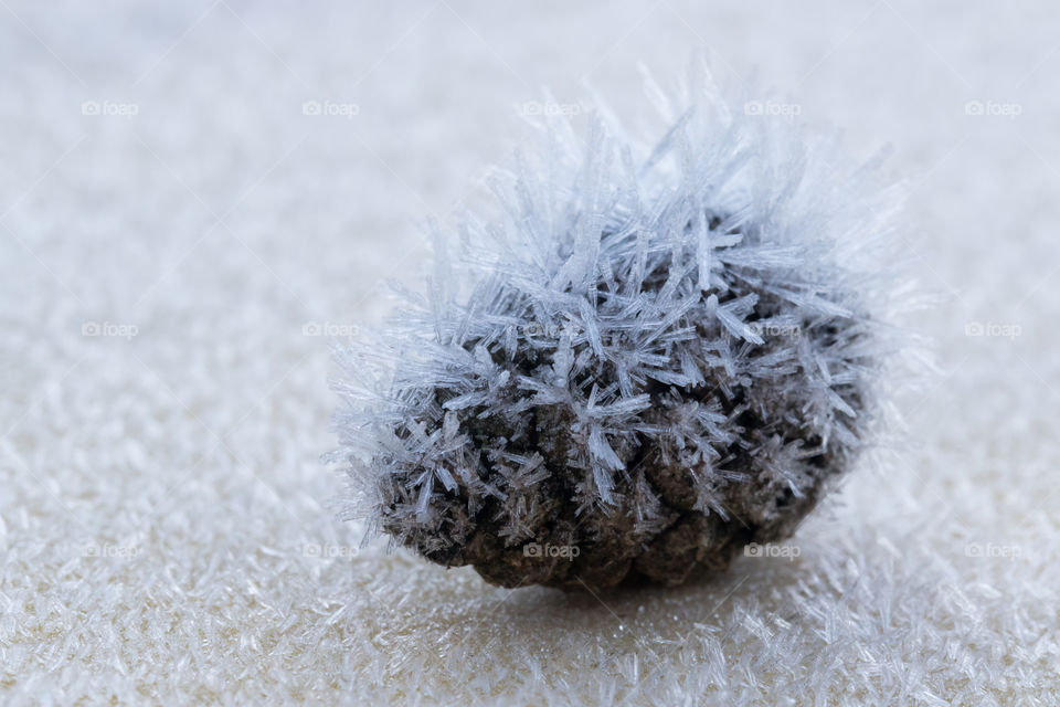 Frost pine cone- frost rimfrost kotte 