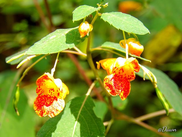 Wild Along the Creek