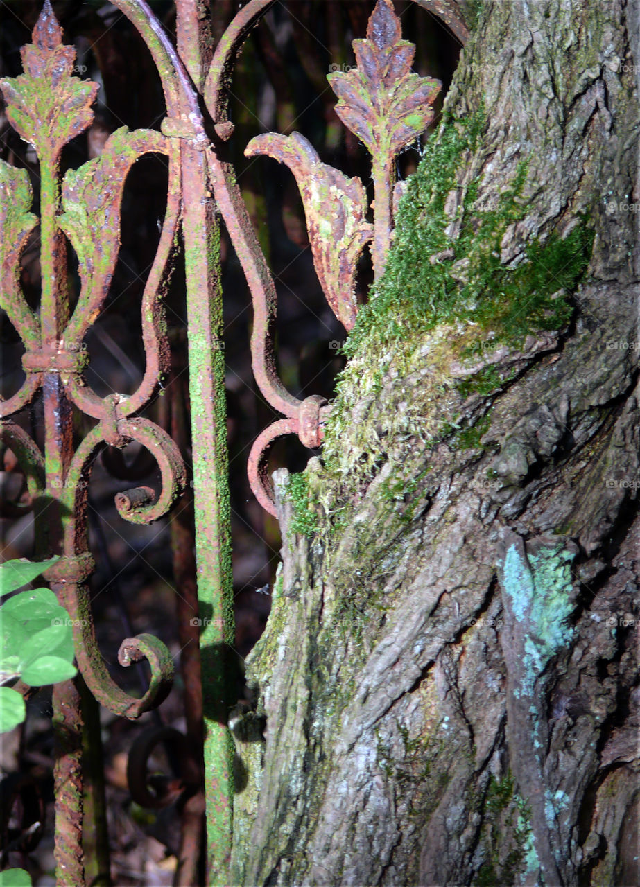 Close-up of metallic fence and tree trunk grown together in Świnoujście, Poland.