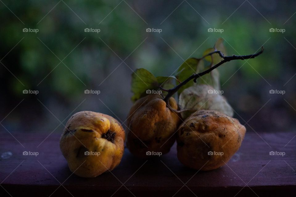 Quince - fruits of autumn 