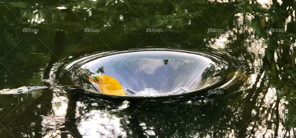 There is a whirlpool in the lake in the forest, and there is a leaf in the whirlpool