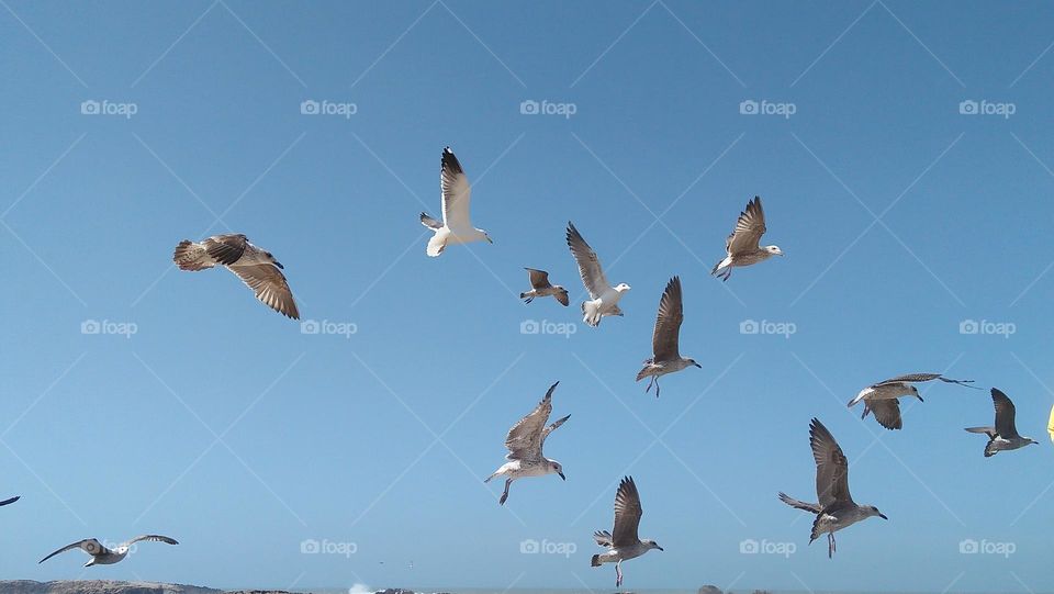 flock of seagulls in flying.