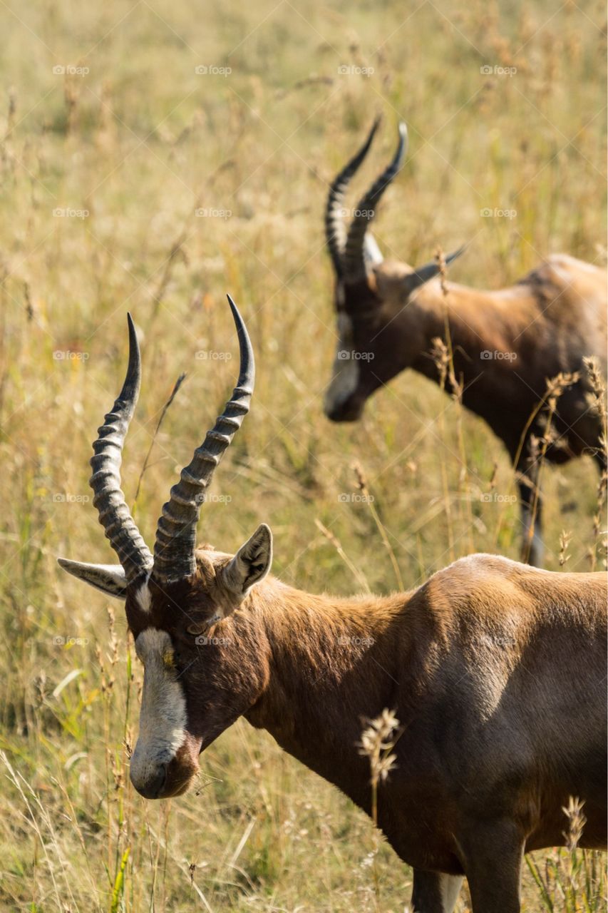 Two springboks grazing a field in South Africa 