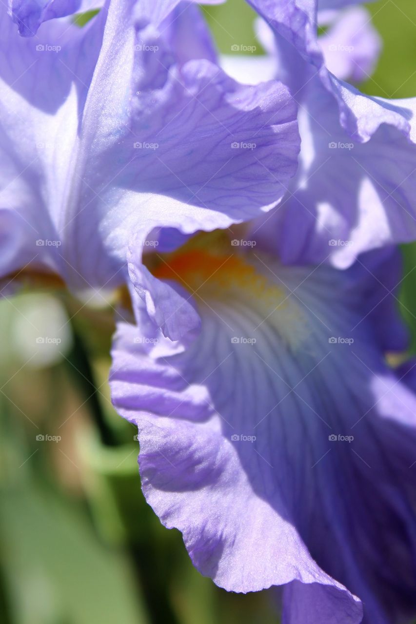 Iris #2