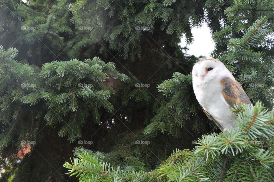 Barn owl sitting in a Pine tree