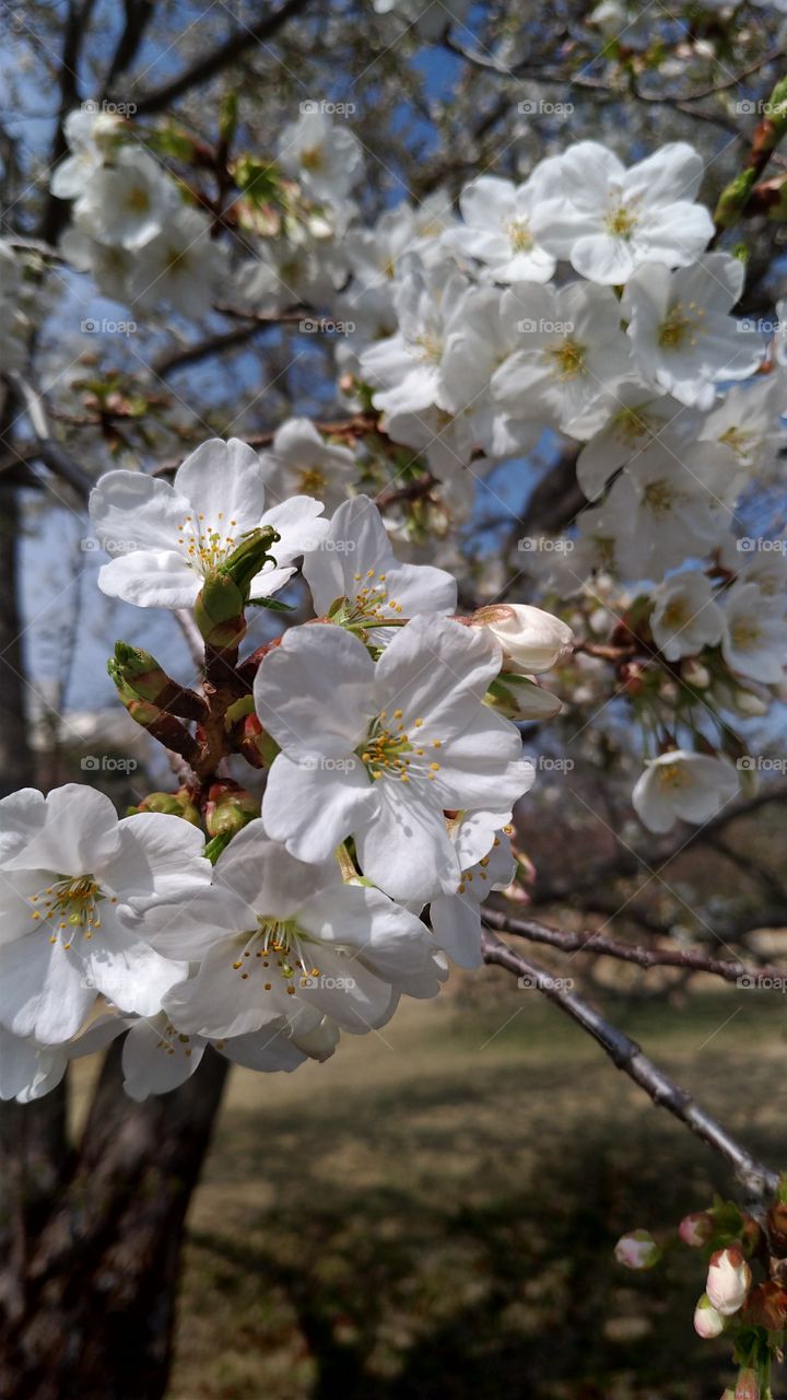 Cherry blossoms