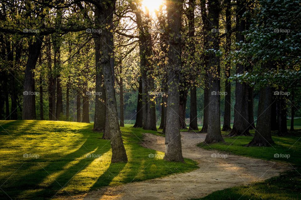 Morning on a pathway in spring forest