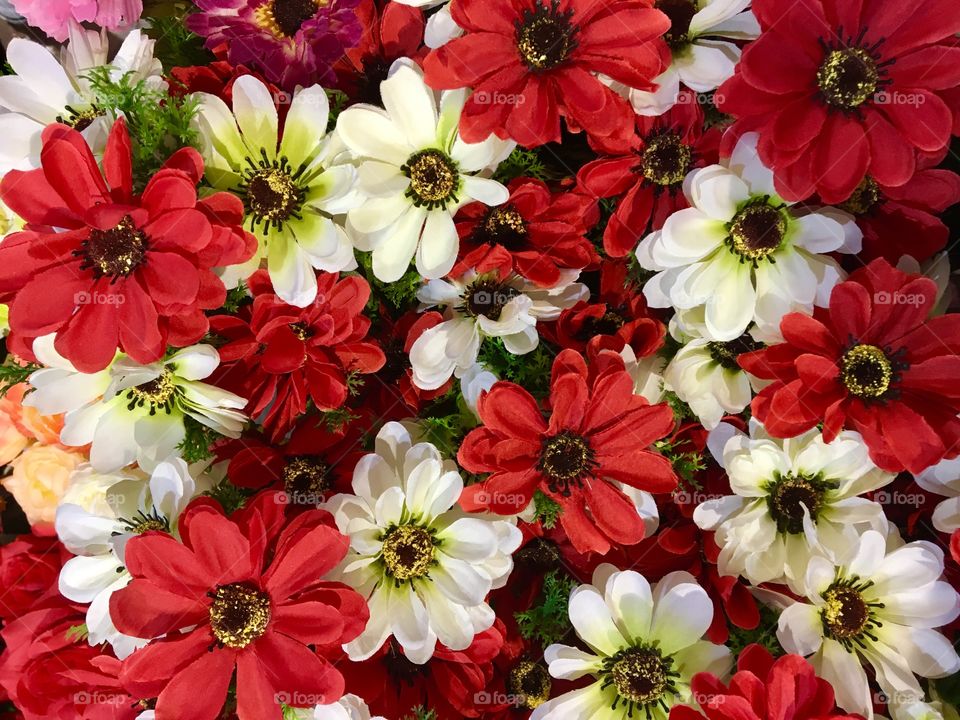 Red and white blooming flowers on the background.