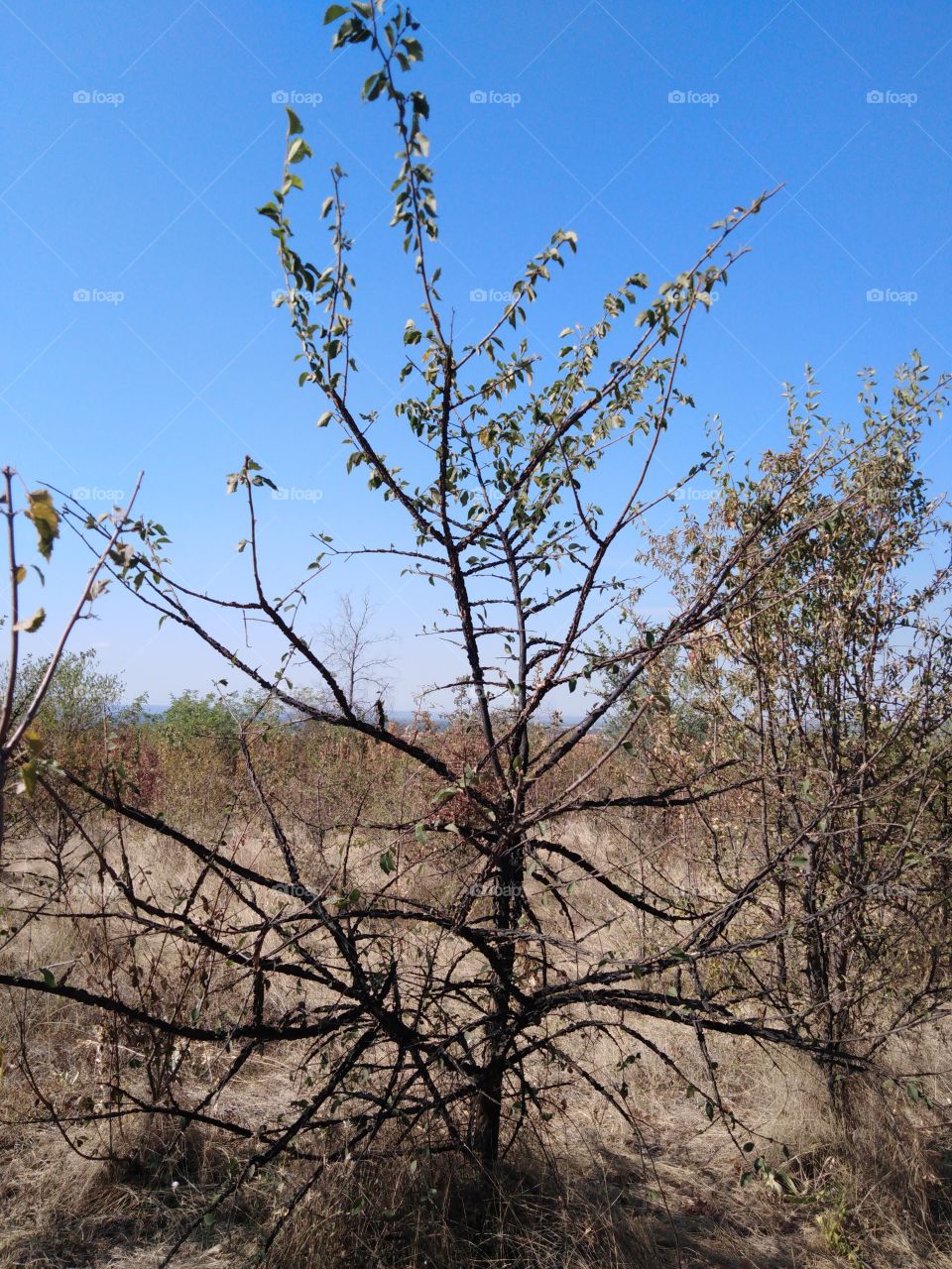 Drying in a clearing with dry grass.