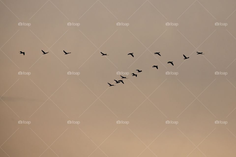 Bird, Wildlife, Goose, Flight, Waterfowl