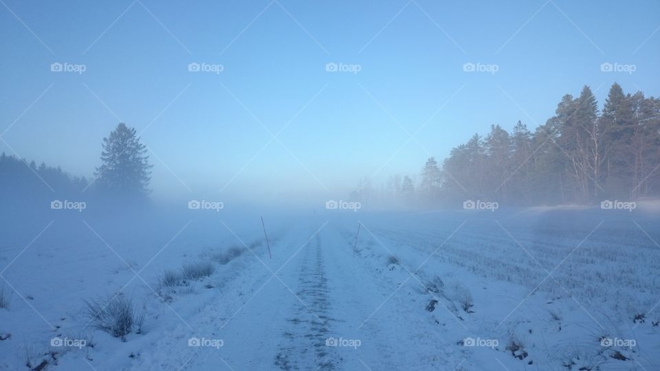 Misty winter day