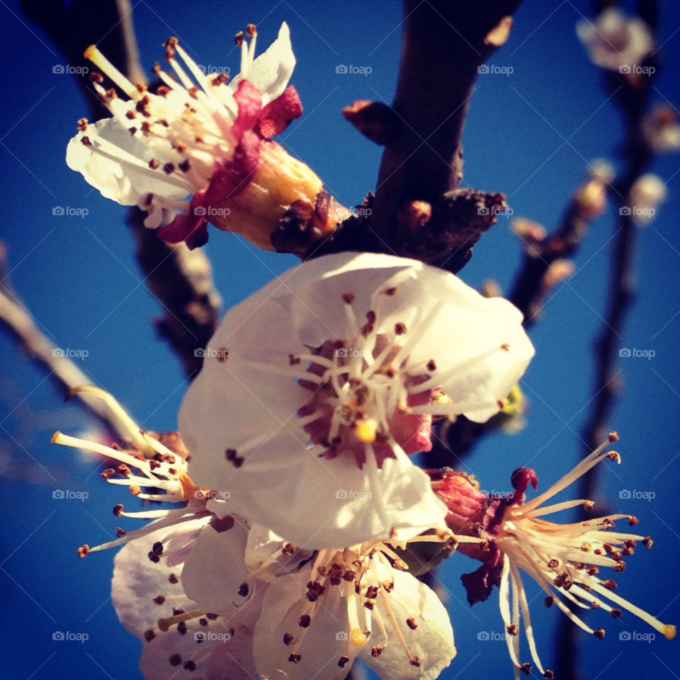 sky flower blossom almond by jeffreyfabri