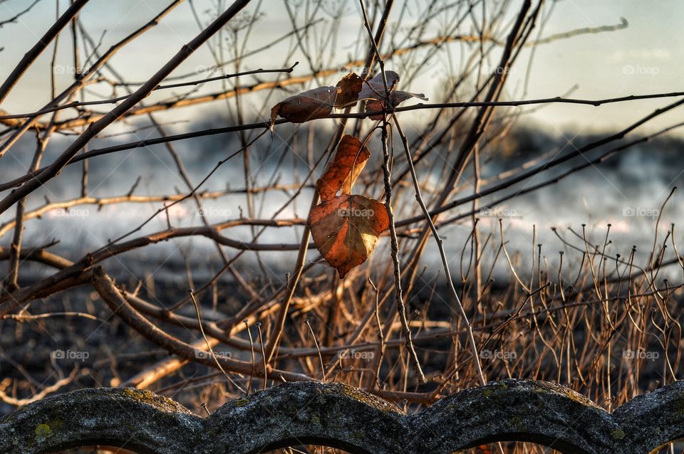 Nature, Tree, Outdoors, No Person, Wood