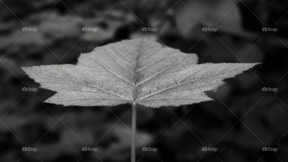A black-and-white photograph of a leaf