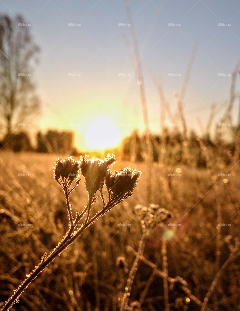 Gold hour ❄️ Frosty ❄️ Nature ❄️