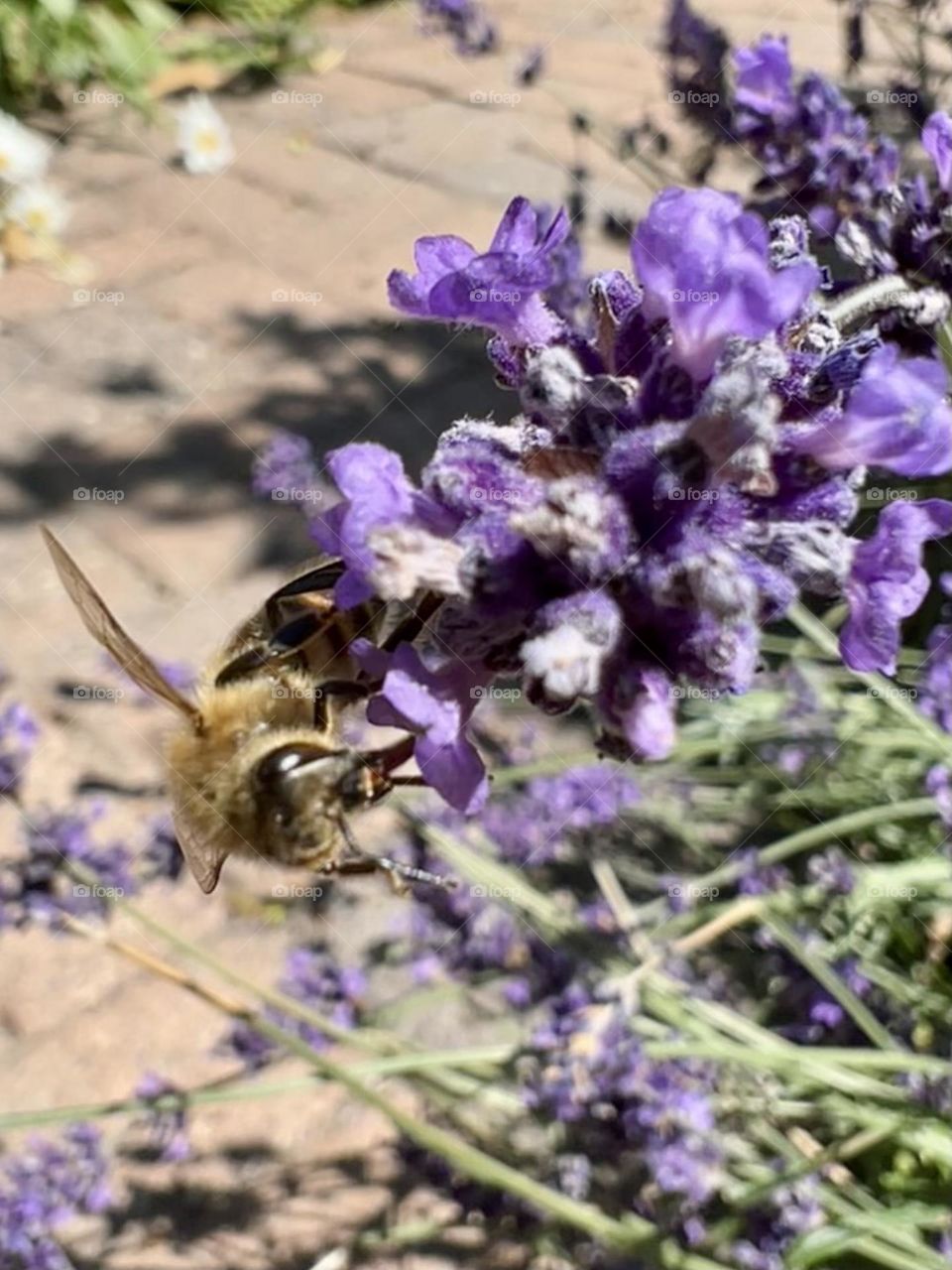 Bee
