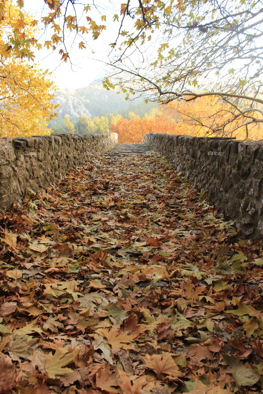 Path of Autumn leaves