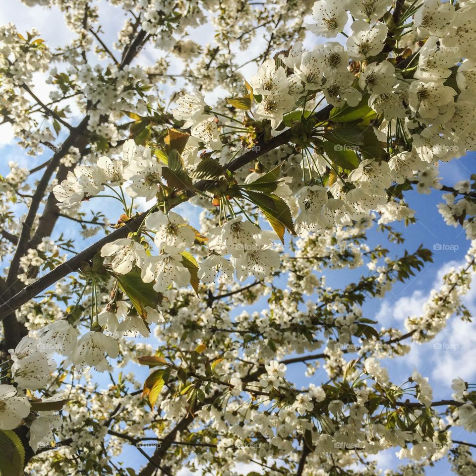 Cherry blossom in springtime