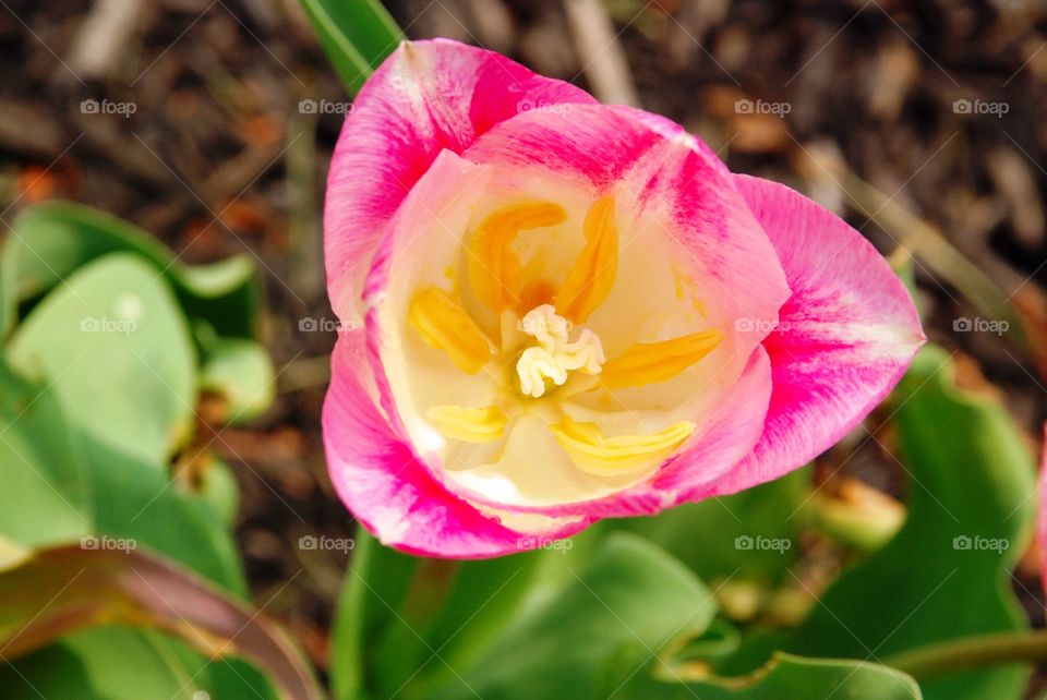 High angle view of pink flower