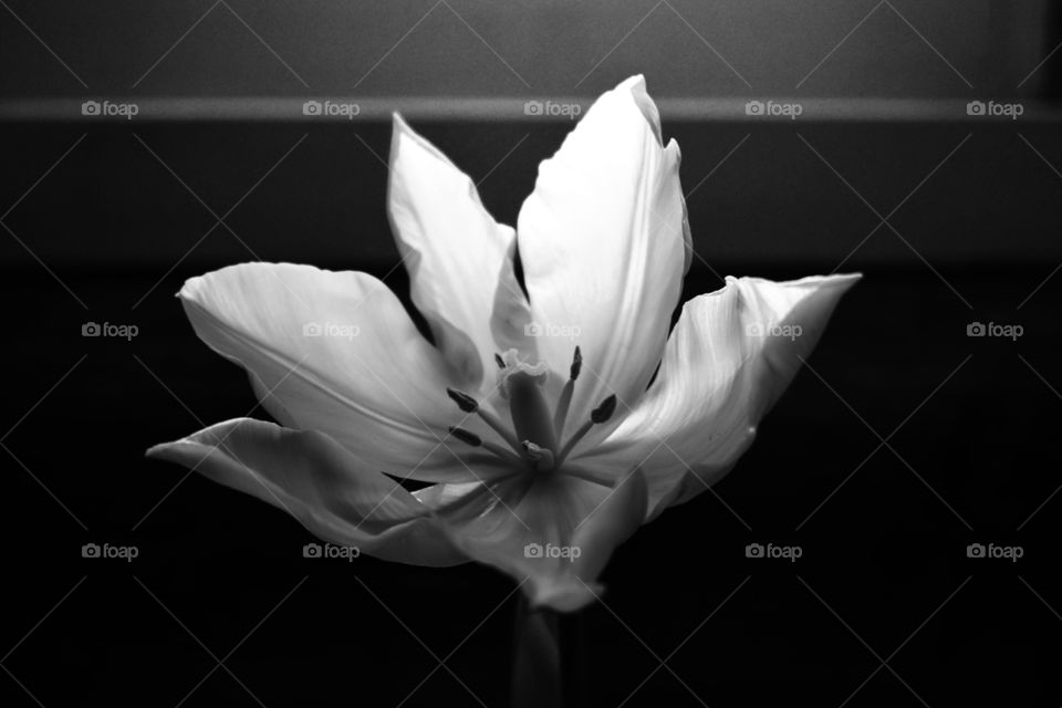Lindo tulipán