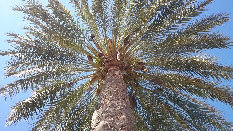 Palm