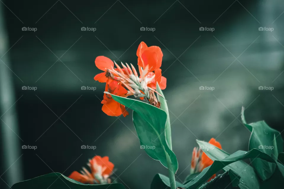 Flower in Jakarta