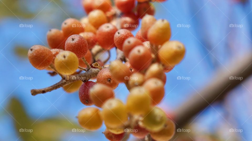 No Person, Fruit, Nature, Tree, Leaf