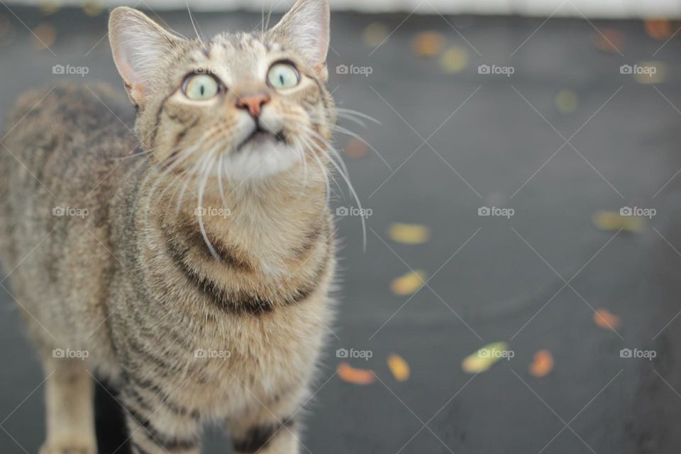 Cat Looks Up At Autumn Sky