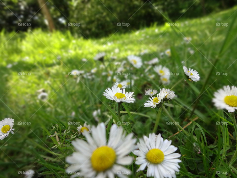 Daisies