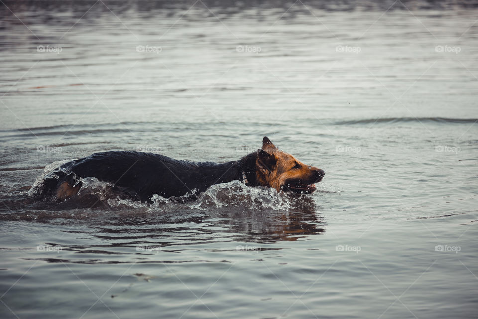 German shepherd dog swims in river