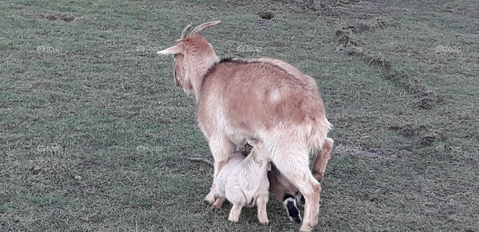 Biquette et ses chevreaux
