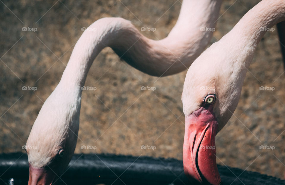 Flamingos drinking at the water bar