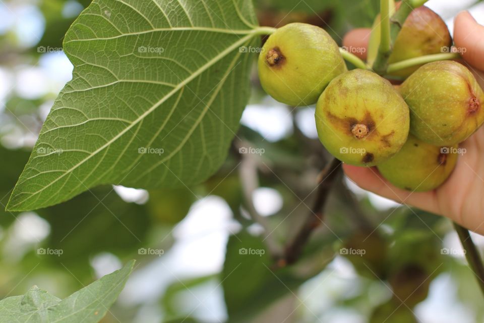 Fig