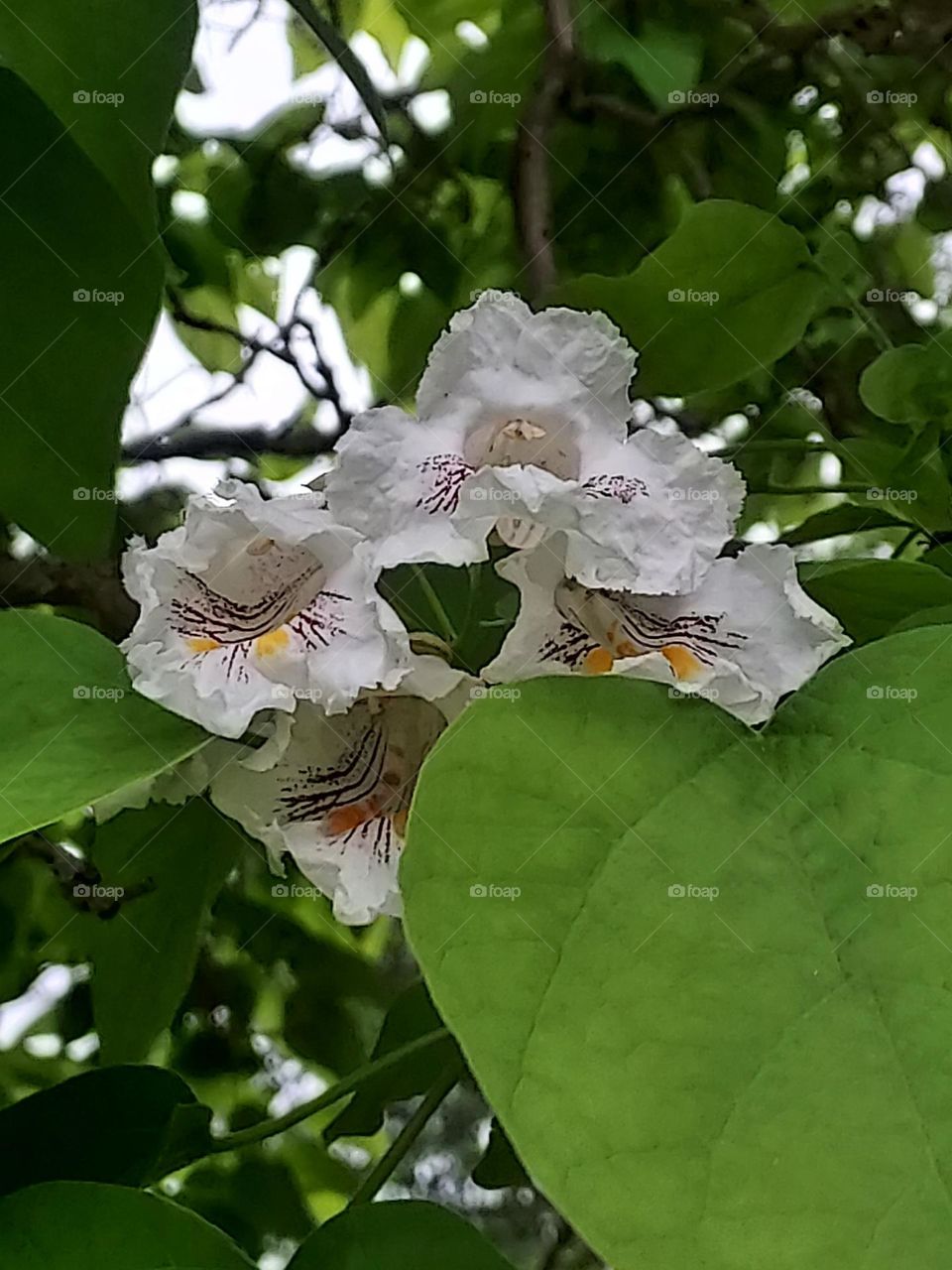 Catalpa tree blossoms