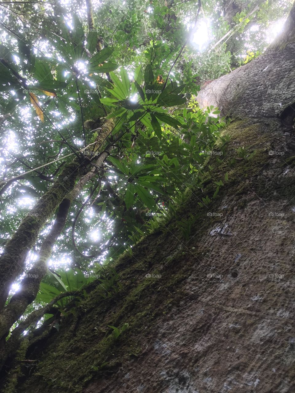 Kapok tree. Beautiful large kapok tree in Ecuadorean Amazon 
