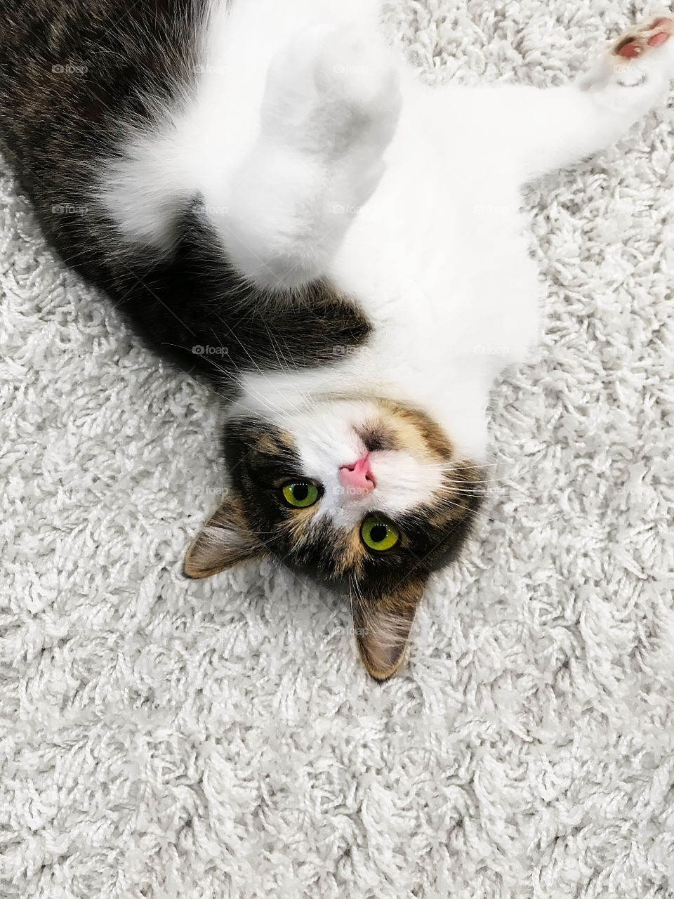 Cute cat with green eyes on white carpet 