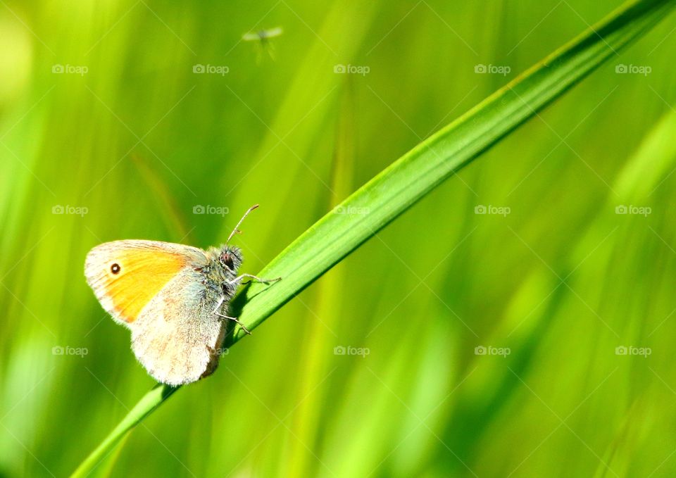 Butterfly on a beautiful green blured background
