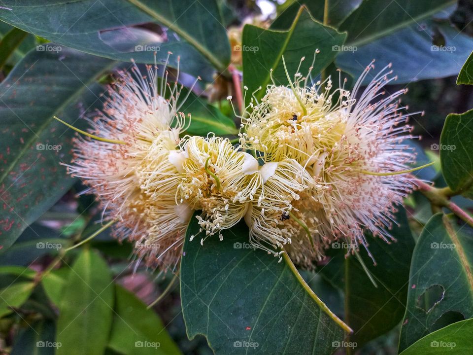 Guava flowers that are blooming will become fruit.