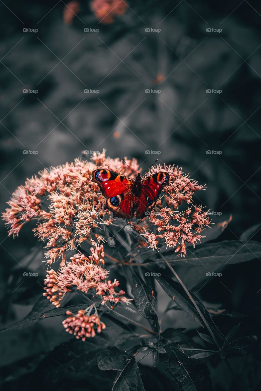 Beautiful and colourful butterfly