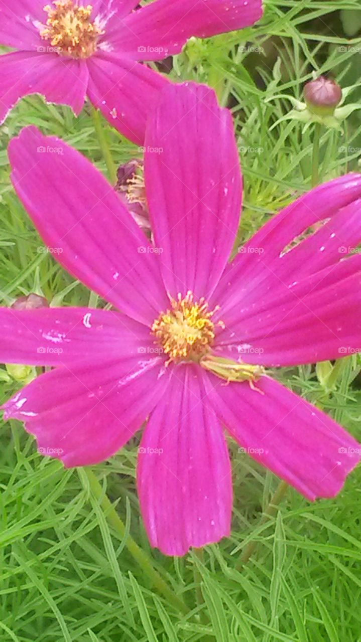 Cosmos and Grasshopper