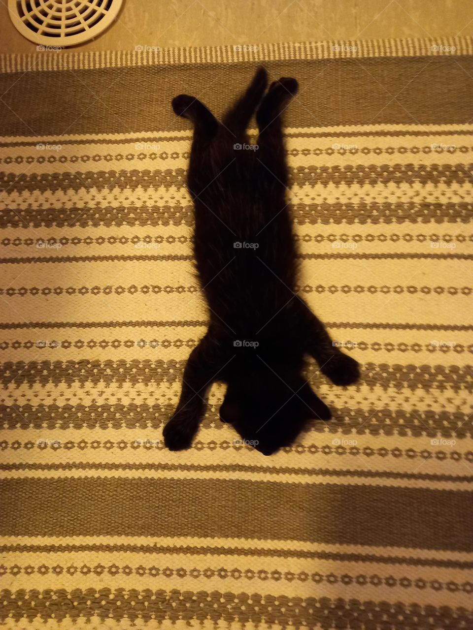 black kitten sleeping